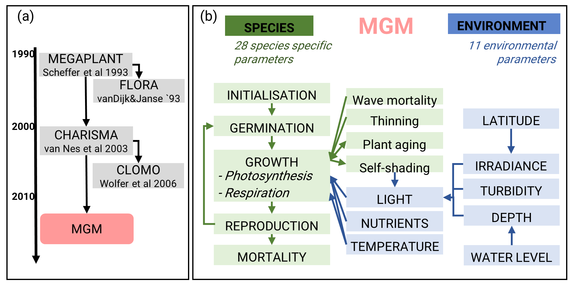 Model phylogeny of MGM (a) and simplified model scheme (b).